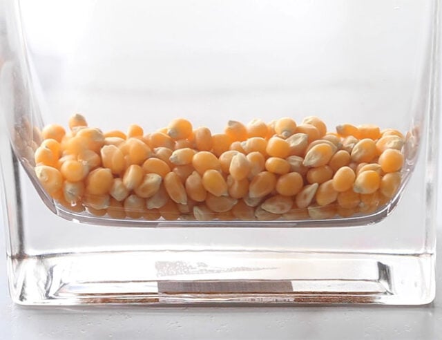 Add corn kernels to jar