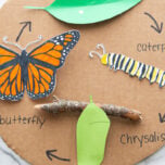 Butterfly Life Cycle Craft