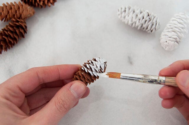 Painting pinecones white